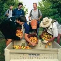 peaches-harvest-welfare-440