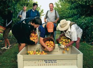 peaches-harvest-welfare-820690-gallery